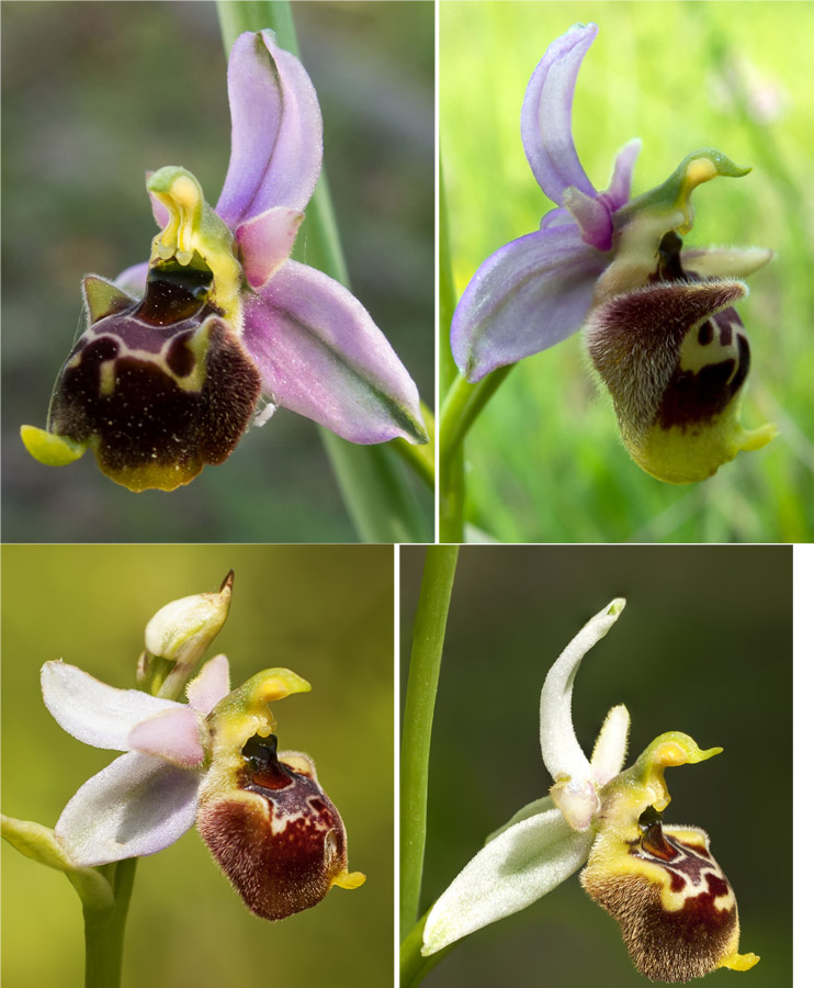 Ophrys tetraloniae?